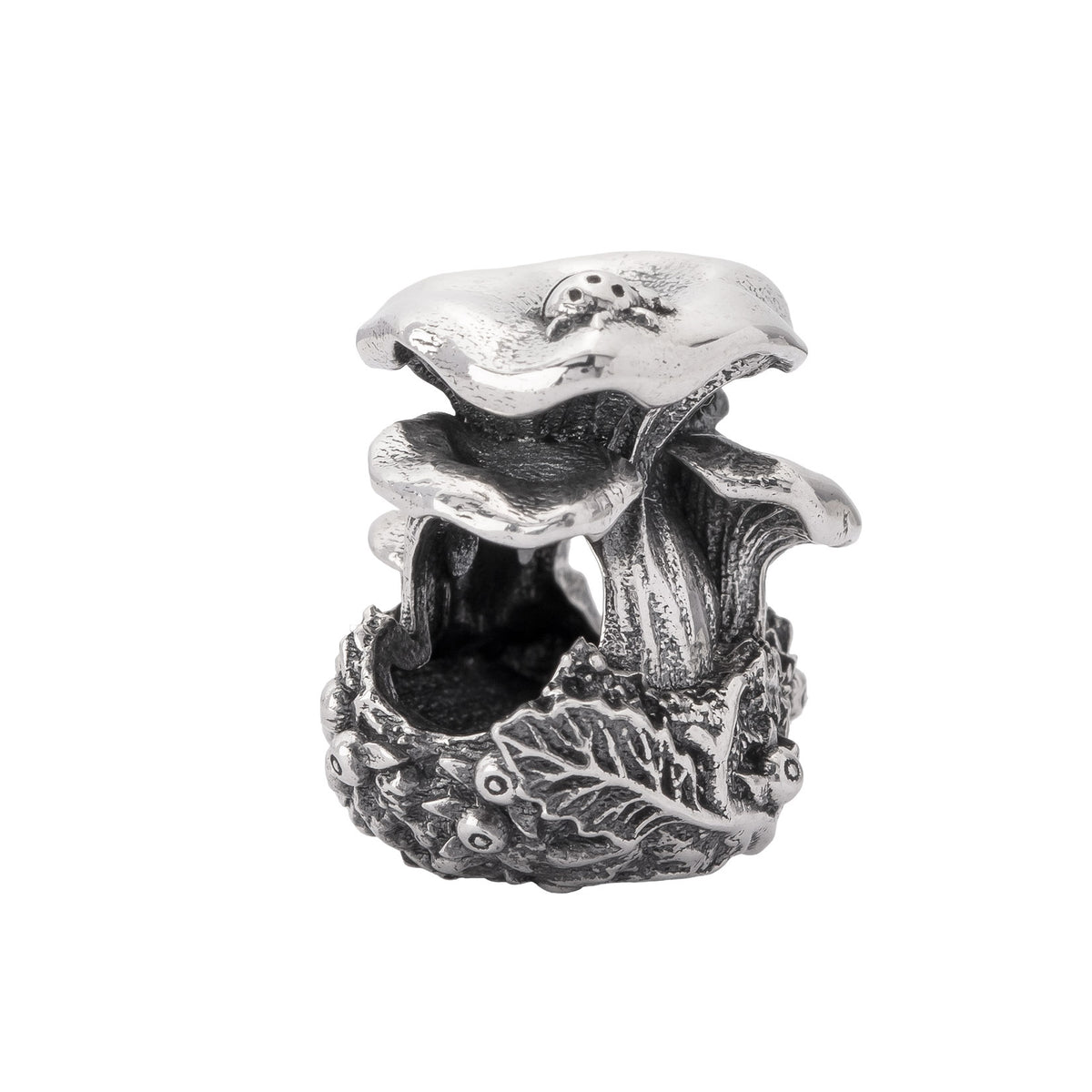 Chanterelle Family