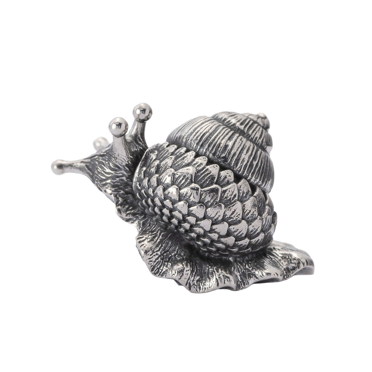 Oakleaf Snail