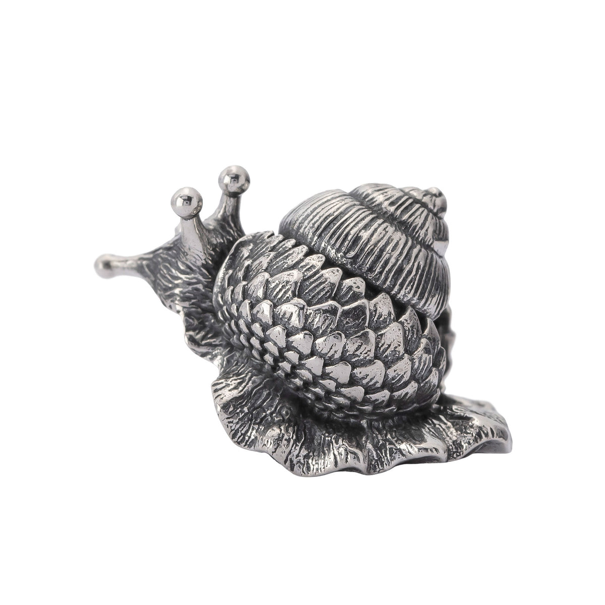 Oakleaf Snail