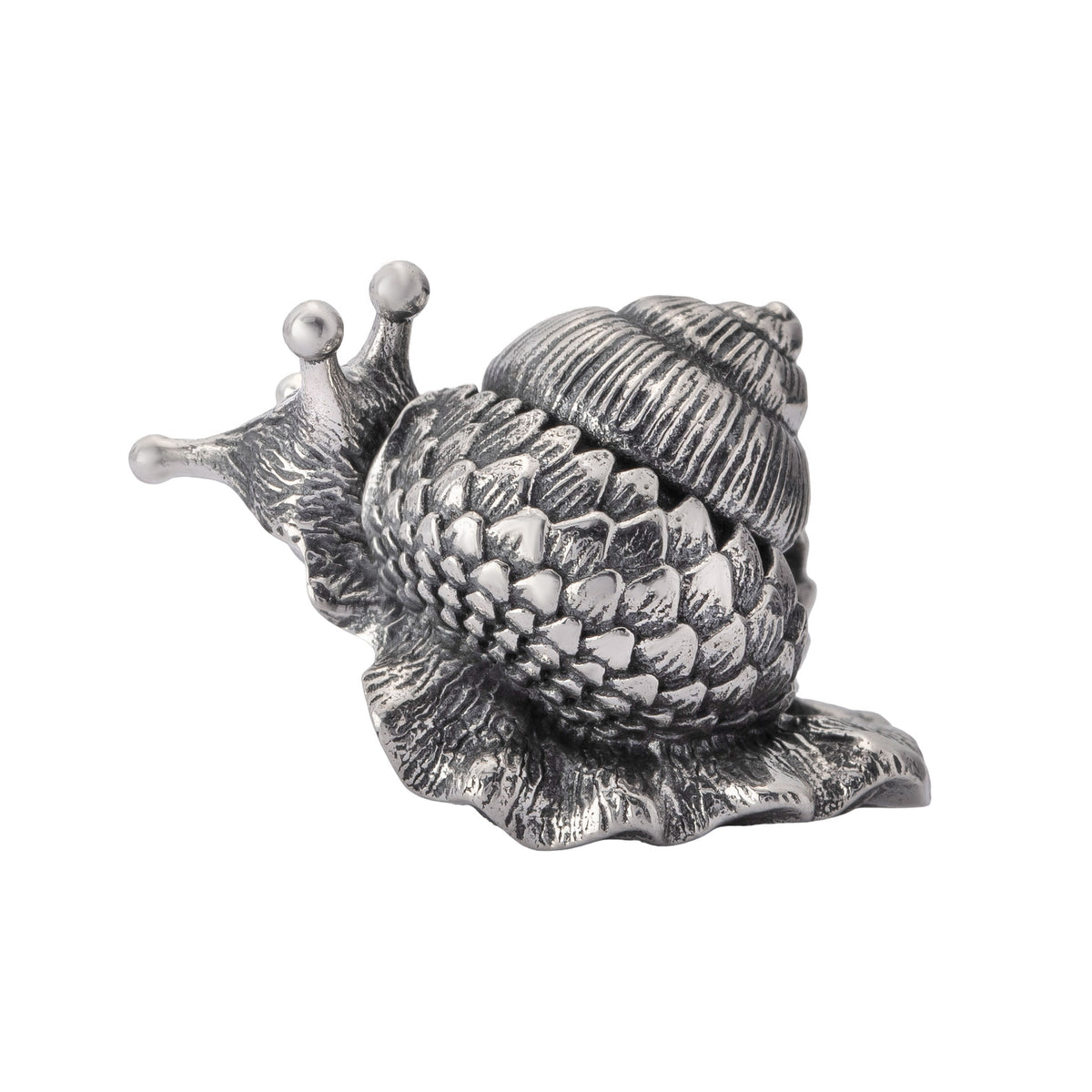 Oakleaf Snail